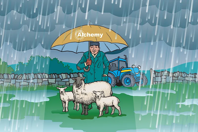 Alchemy umbrella sheep